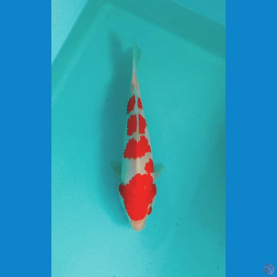 kohaku ±27cm