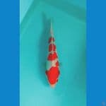 kohaku ±27cm