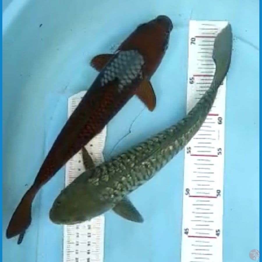 mix 31-34cm