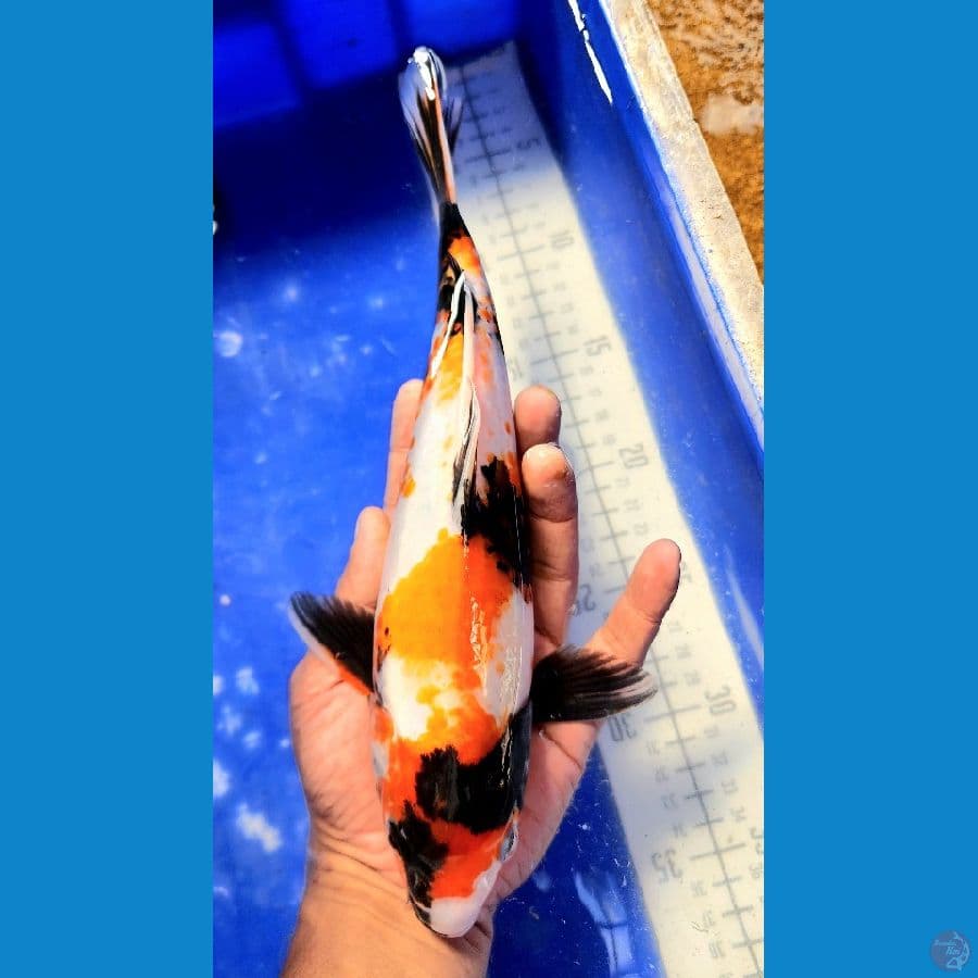 30cm showa