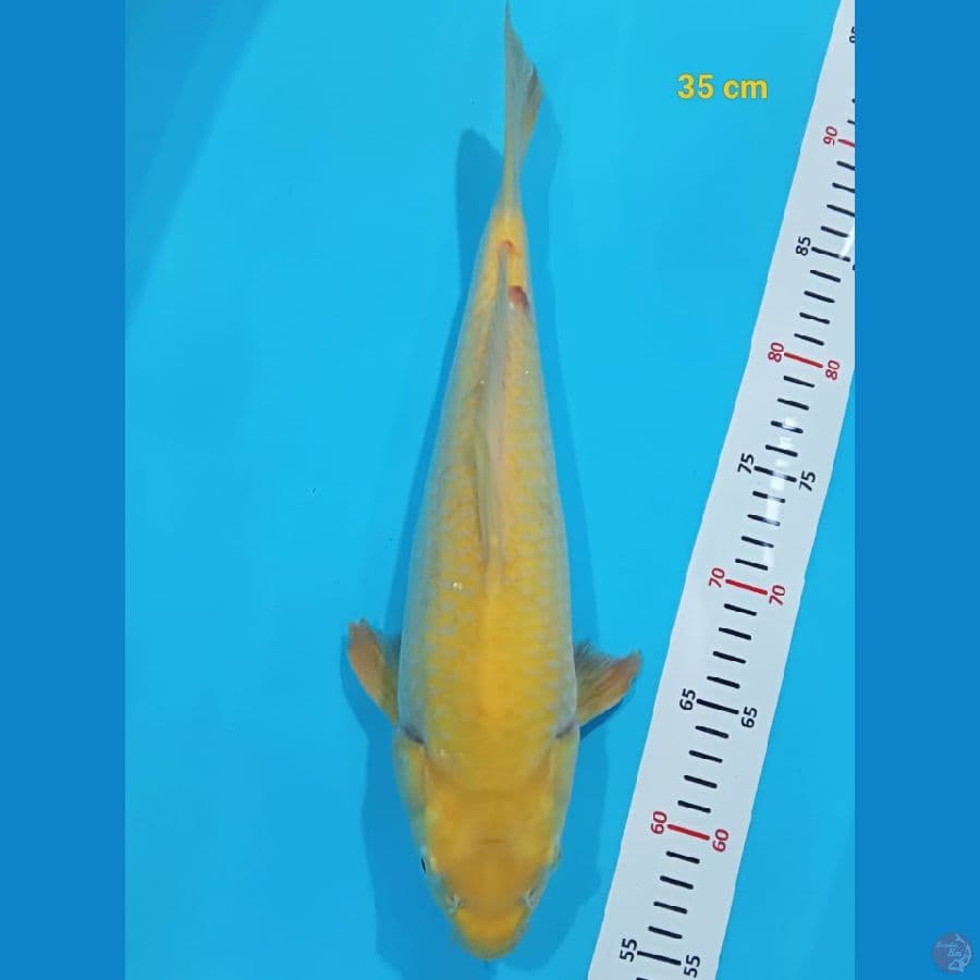 Karasi Lemon 35 cm
