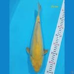 Karasi Lemon 35 cm