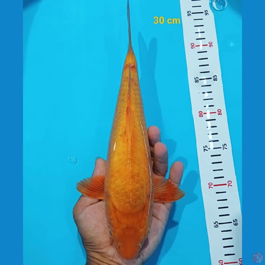 Karamel 30 cm