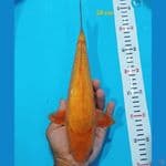 Karamel 30 cm