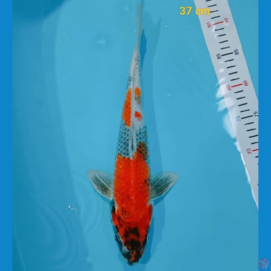 showa 37 cm