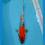 showa 37 cm