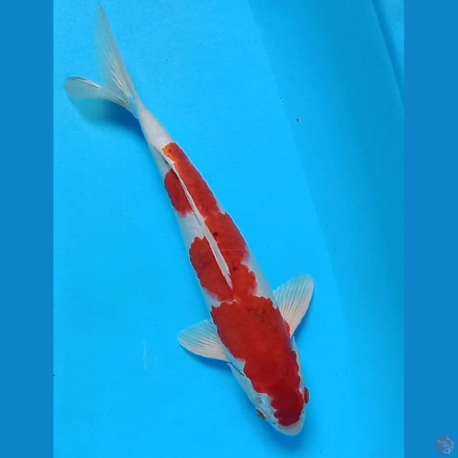 kohaku hikari