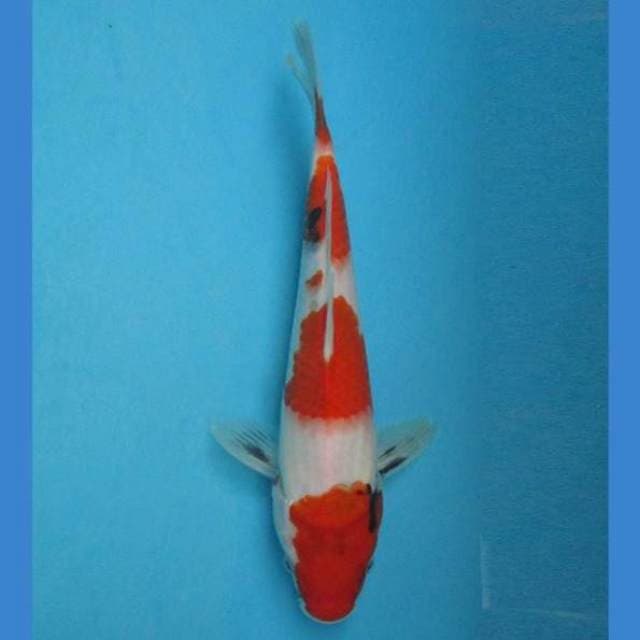 Sandan Showa Tate 24cm