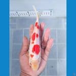 Bozu Kohaku 20 Male