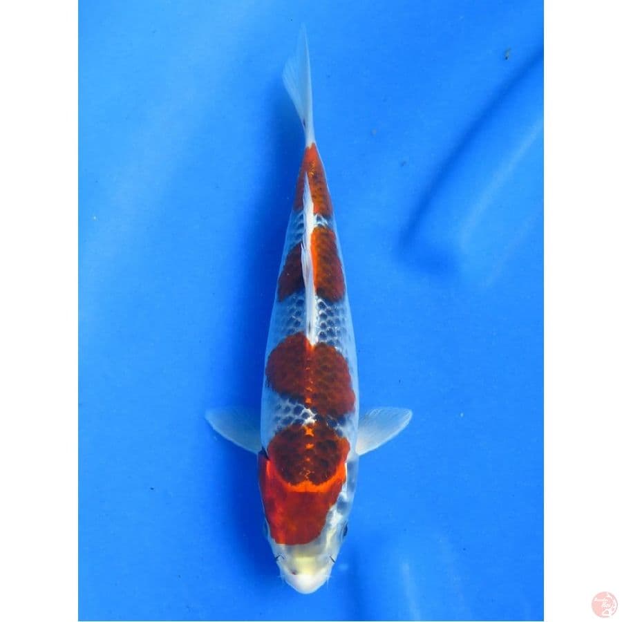SQ Goshiki, 25cm