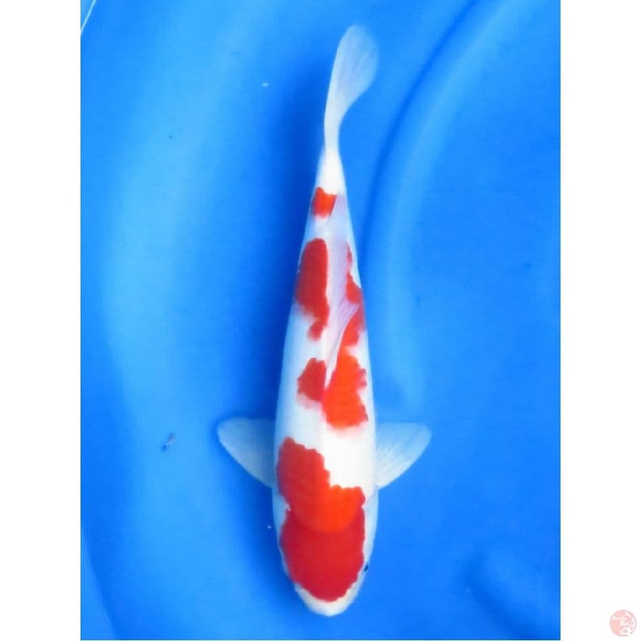 F1 4step Kohaku Ori, 38 cm