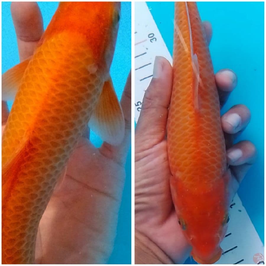 Bodi Male Tebel (Red karasi 25cm)