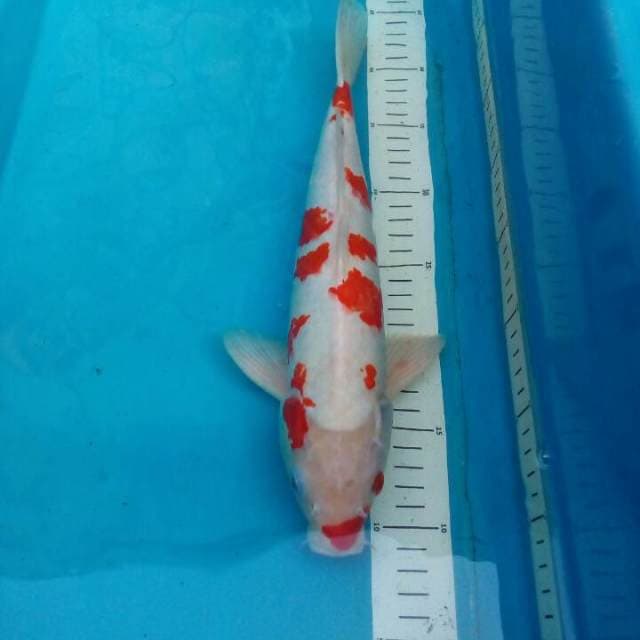 Kohaku