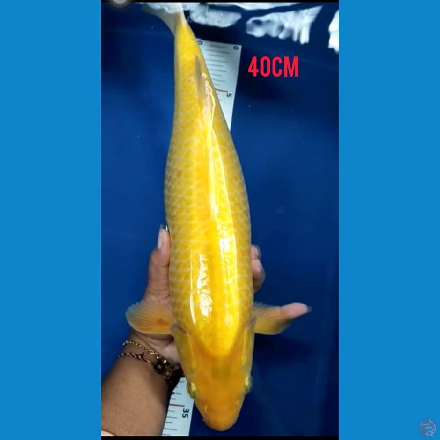karasi 40cm