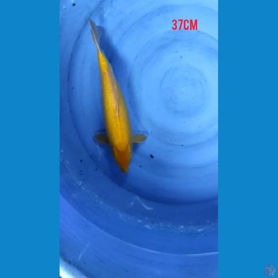 karasi37 cm