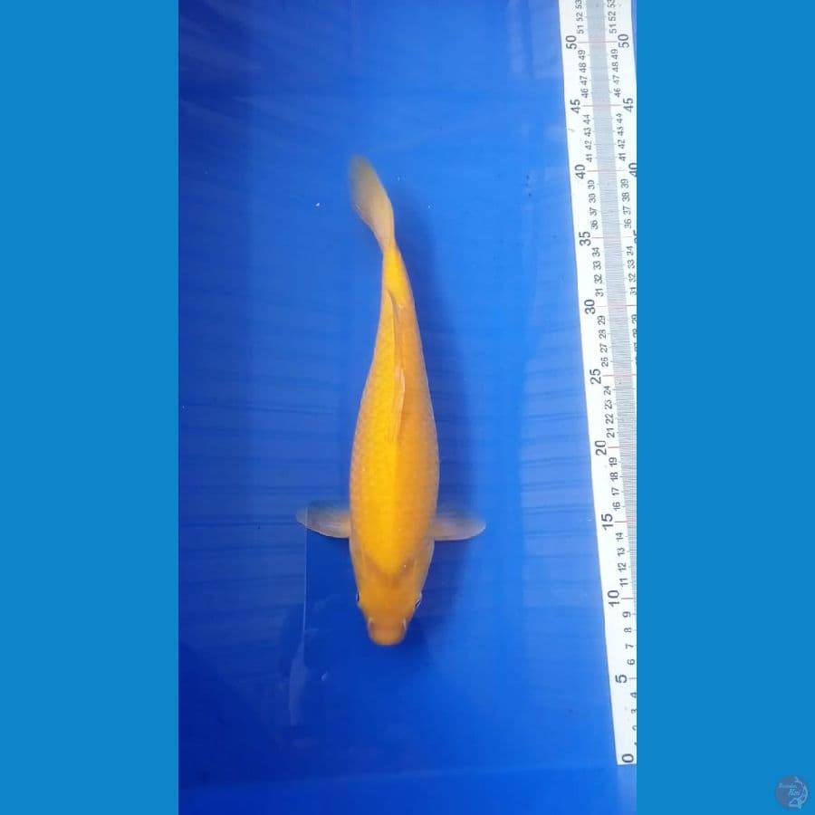 karashi mata merah