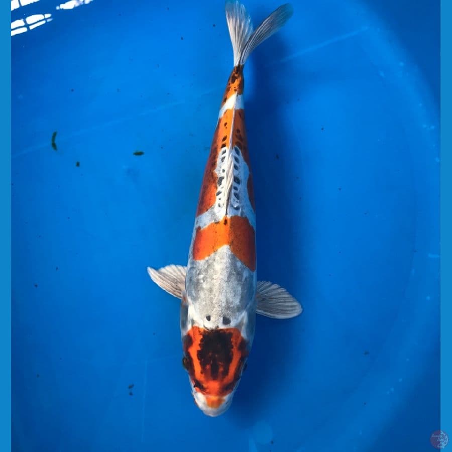 kikokuryu 30cm