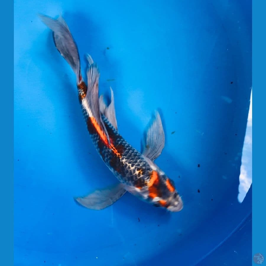 butterfly beni gingga 30cm