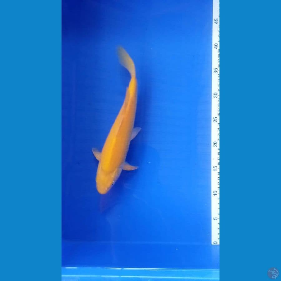 karashi mata merah