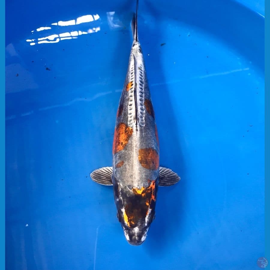 kikokuryu 32cm