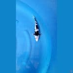 shiro utshuri 28cm