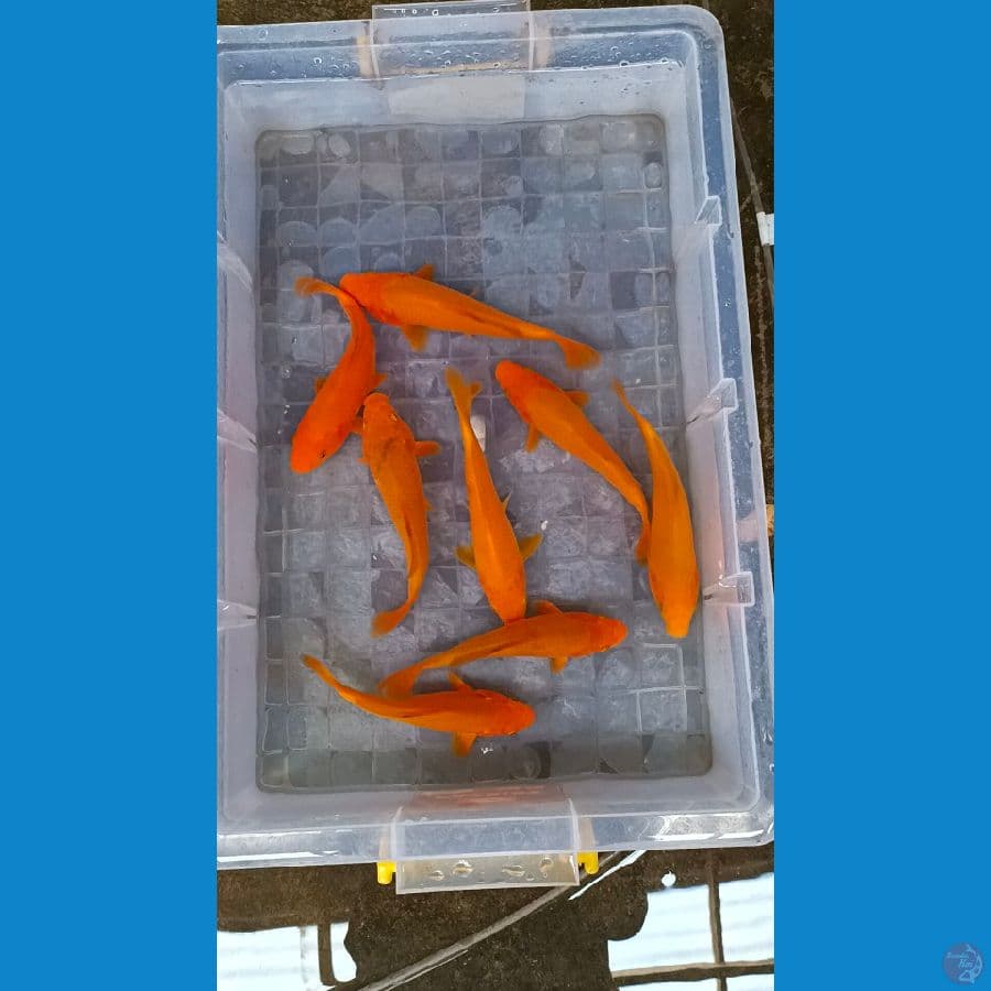 Paket 8ekor 17-20cm red karasi vs karamel calon SQ