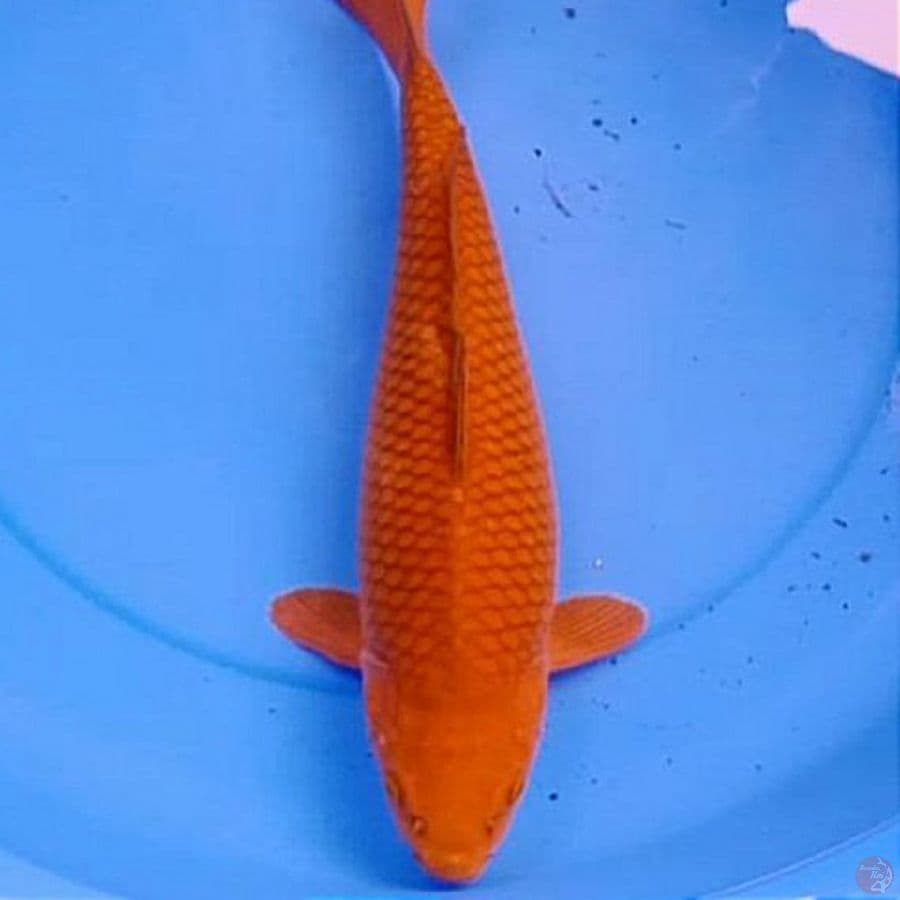 40cm Bulky Chagoi Tembaga