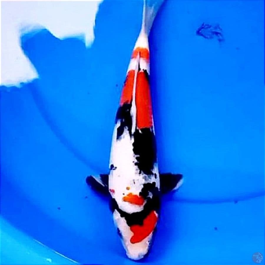 32cm Kindai Showa Angker