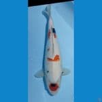 kindai showa female 40 cm