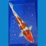 Kujaku 40 CM