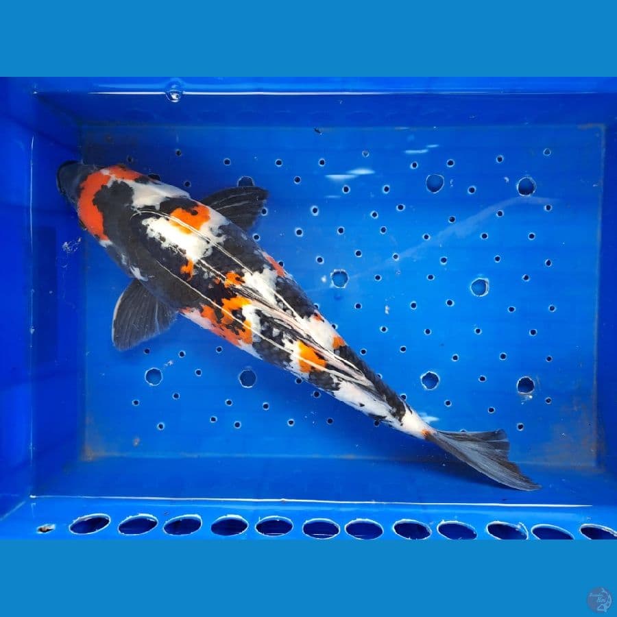 Showa 37 cm BU