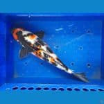 Showa 37 cm BU