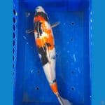 Showa 43 cm
