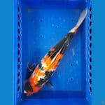 Showa 43 cm 