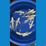 ready stok platinum sleyer ginrin non ginrin 22-24 cm