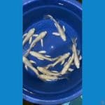 platinum sleyer ginrin non ginrin 22-24 cm