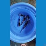 budo 25-28