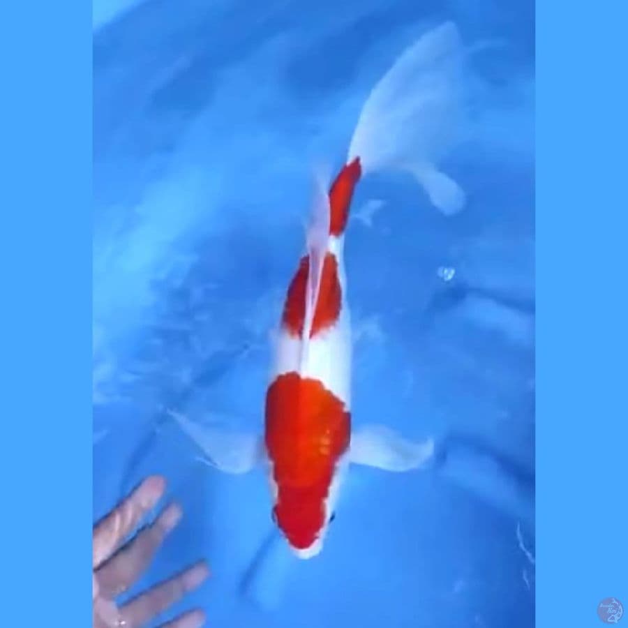 ( 36CM ) KUMPAY KOHAKU - FEMALE 
