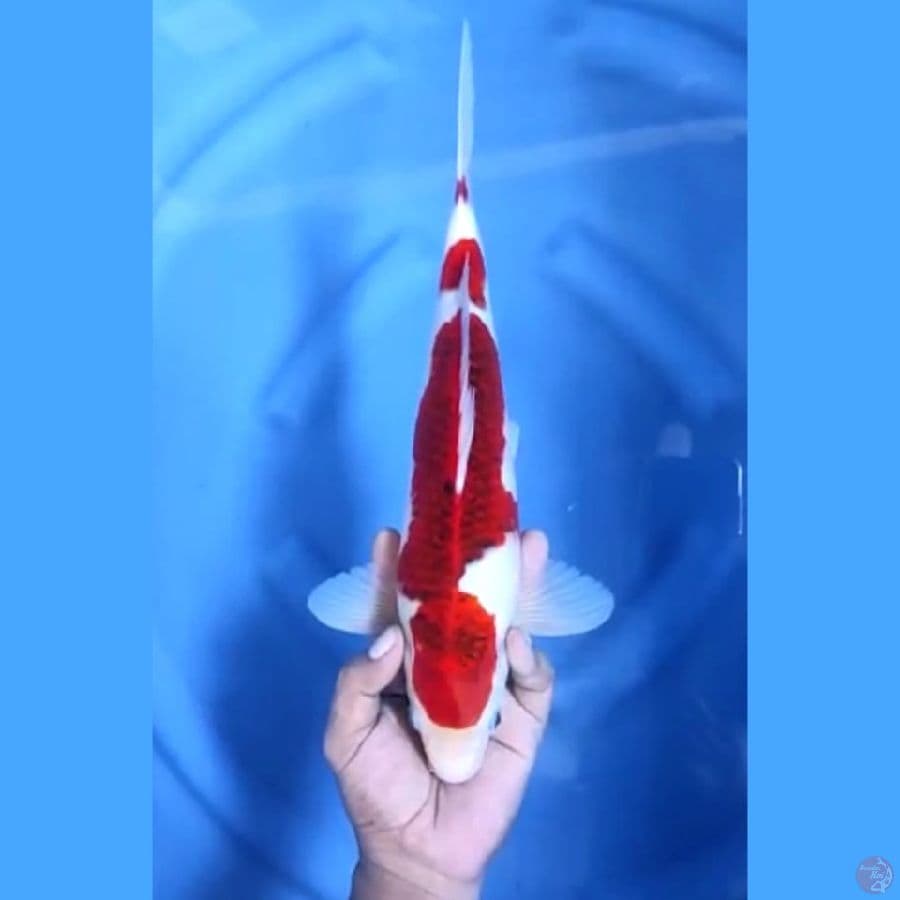 ( 35CM ) KOROMO ISTIMEWA - MALE