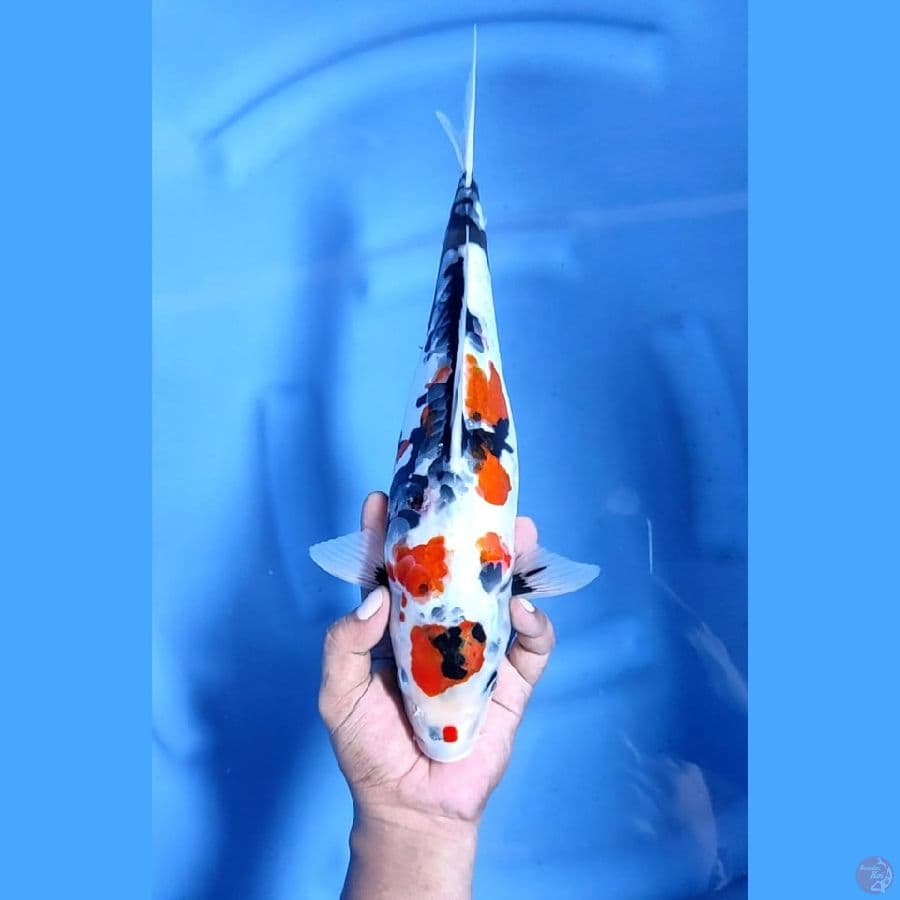 ( 37CM ) ORIGINAL DOITSU ARAKOGE - FEMALE