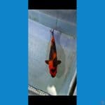 25cm male/jantan 