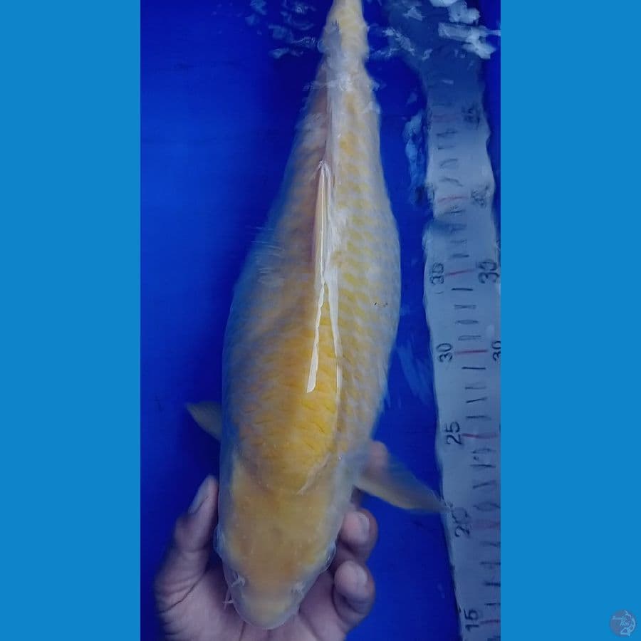 karasi jagung