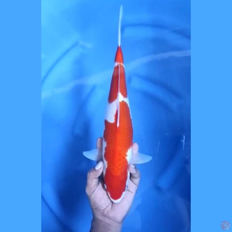 ( 37CM ) KOHAKU MANTAP - FEMALE 