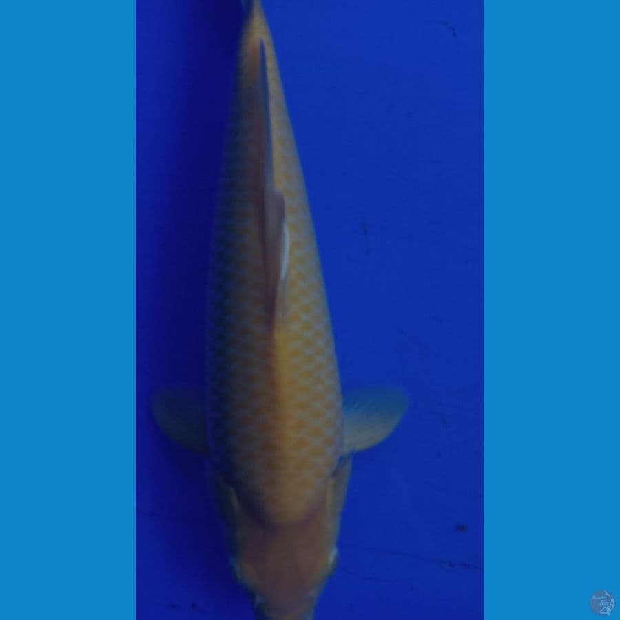 karasi jagung manis