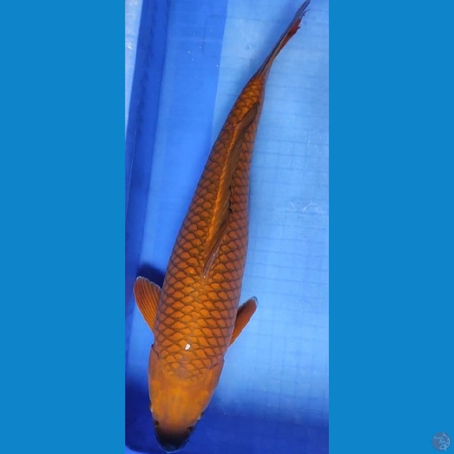 Cagoi tembaga