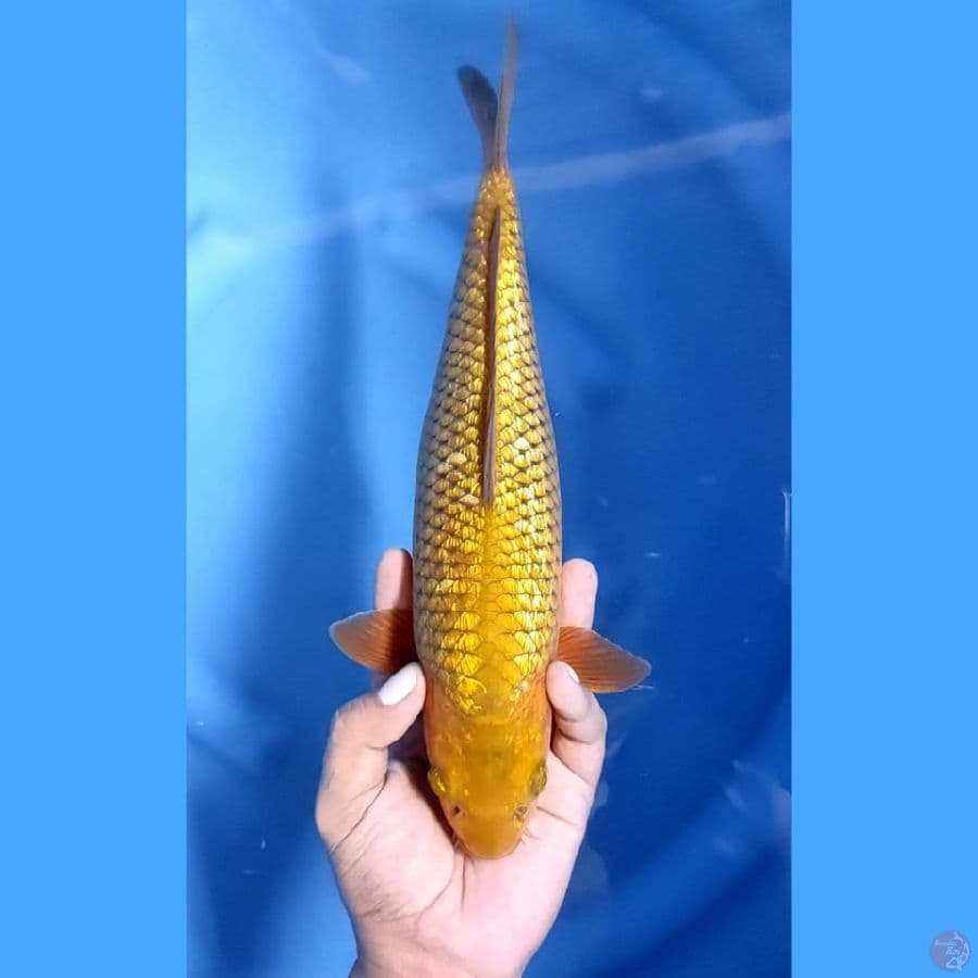 ( 33CM ) MIDORI GINRIN - FEMALE