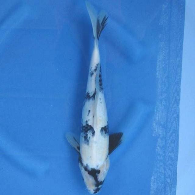 Snow Shiro Utsuri 33cm