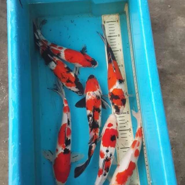 Gosanke 28-31cm