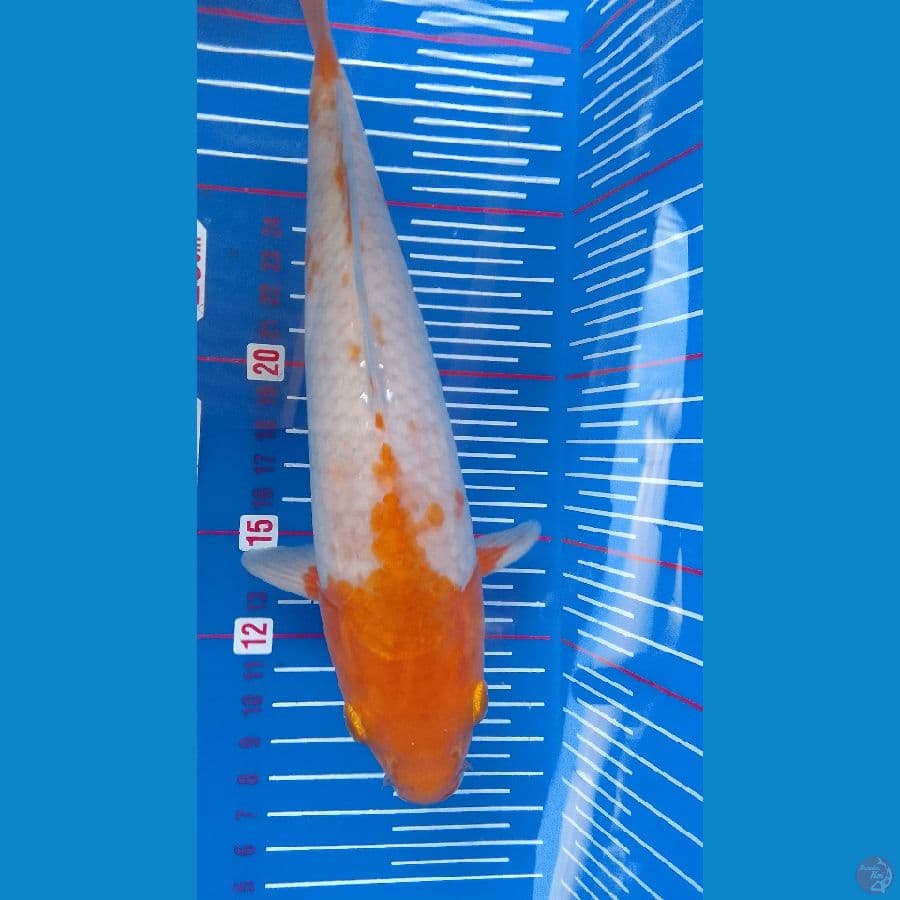 sabikoyo sQ 24cm