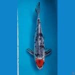 Tancho 33 cm Male